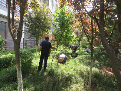 夏日除草熱情高，綠草如茵美如畫