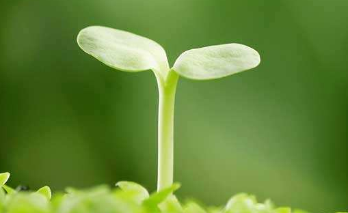 見證聯(lián)誠(chéng)行綠化隊(duì)的成長(zhǎng)