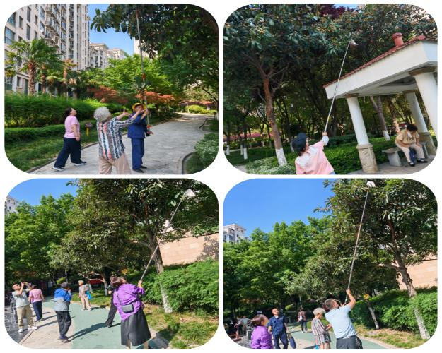 甜蜜“杷”握、共赴初夏之約 ——曲江6號小區(qū)枇杷采摘活動