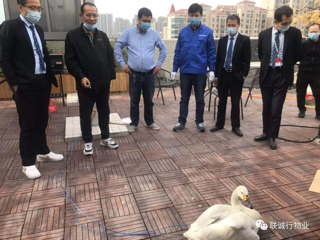 【曲江源著】特殊的“來(lái)客”：從天而降的白天鵝