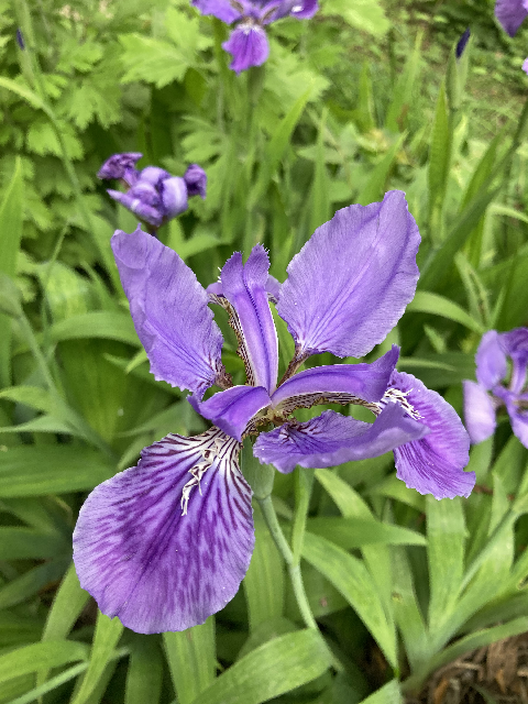 1619768521502745.png image.png