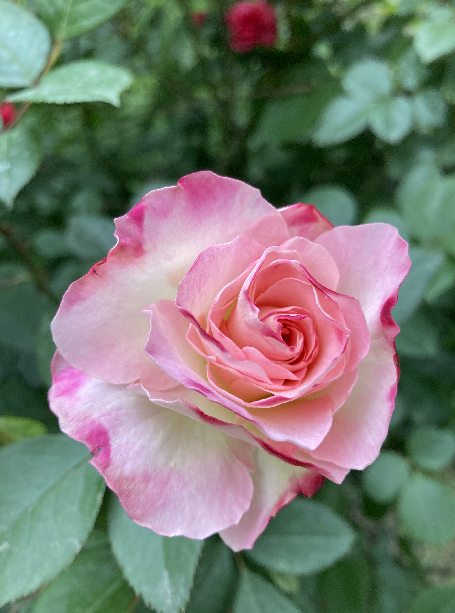 1619768549182063.png 1619768549182063.png