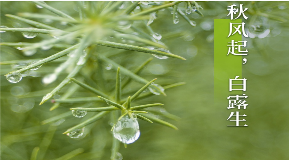 白露至，秋意濃——聯(lián)誠行物業(yè)溫暖守護！