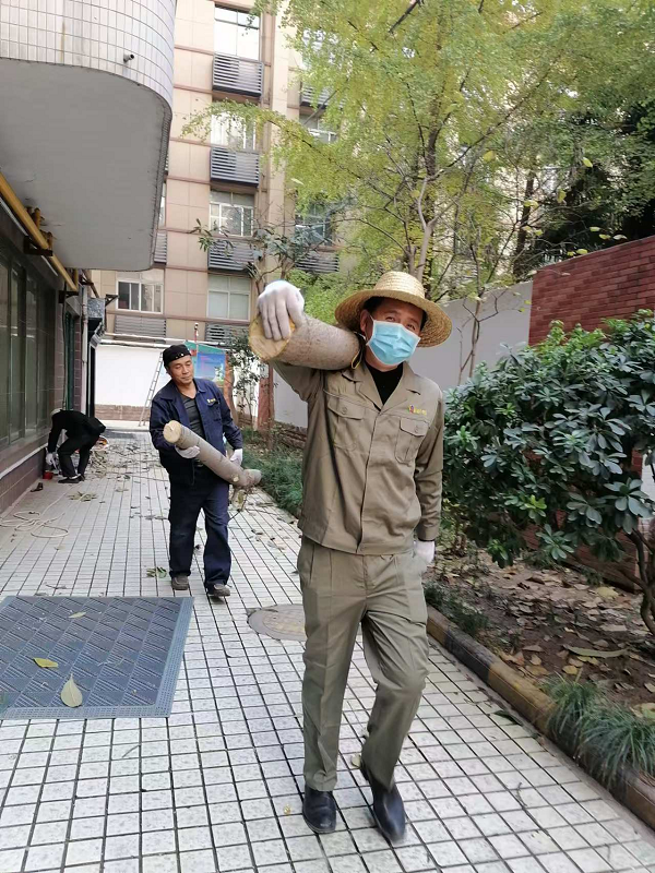 冬季修剪正當(dāng)時(shí) 樹(shù)木整形“煥”新顏